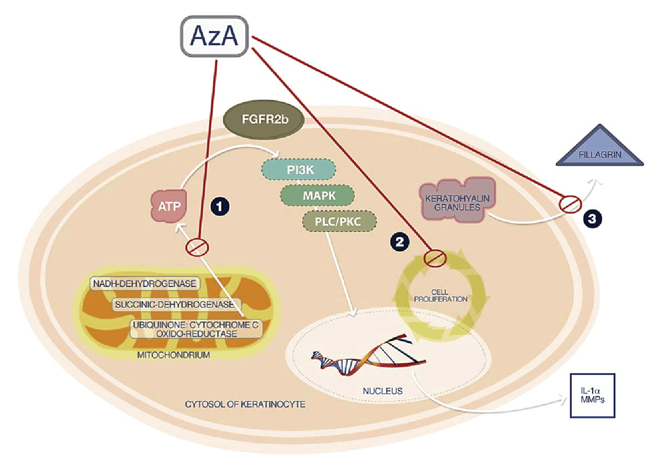 azelaic acid side effects - Ilustrasi 3